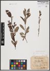 Foto von Salix aurita L. x Salix purpurea L.